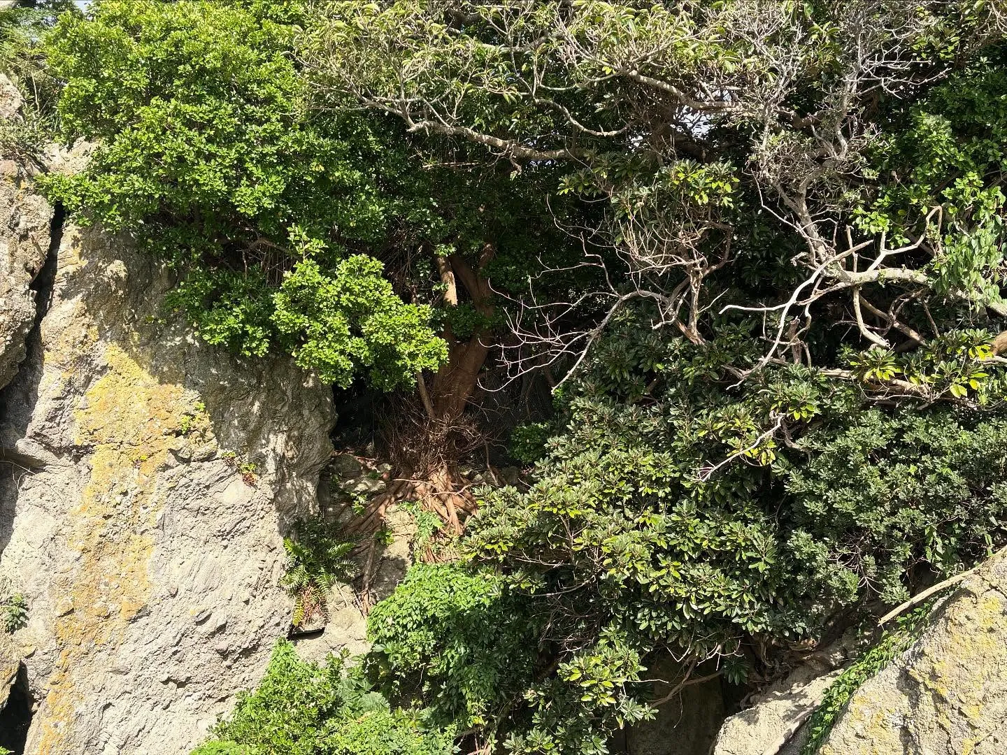 こんばんは❗️いなお造園です😊