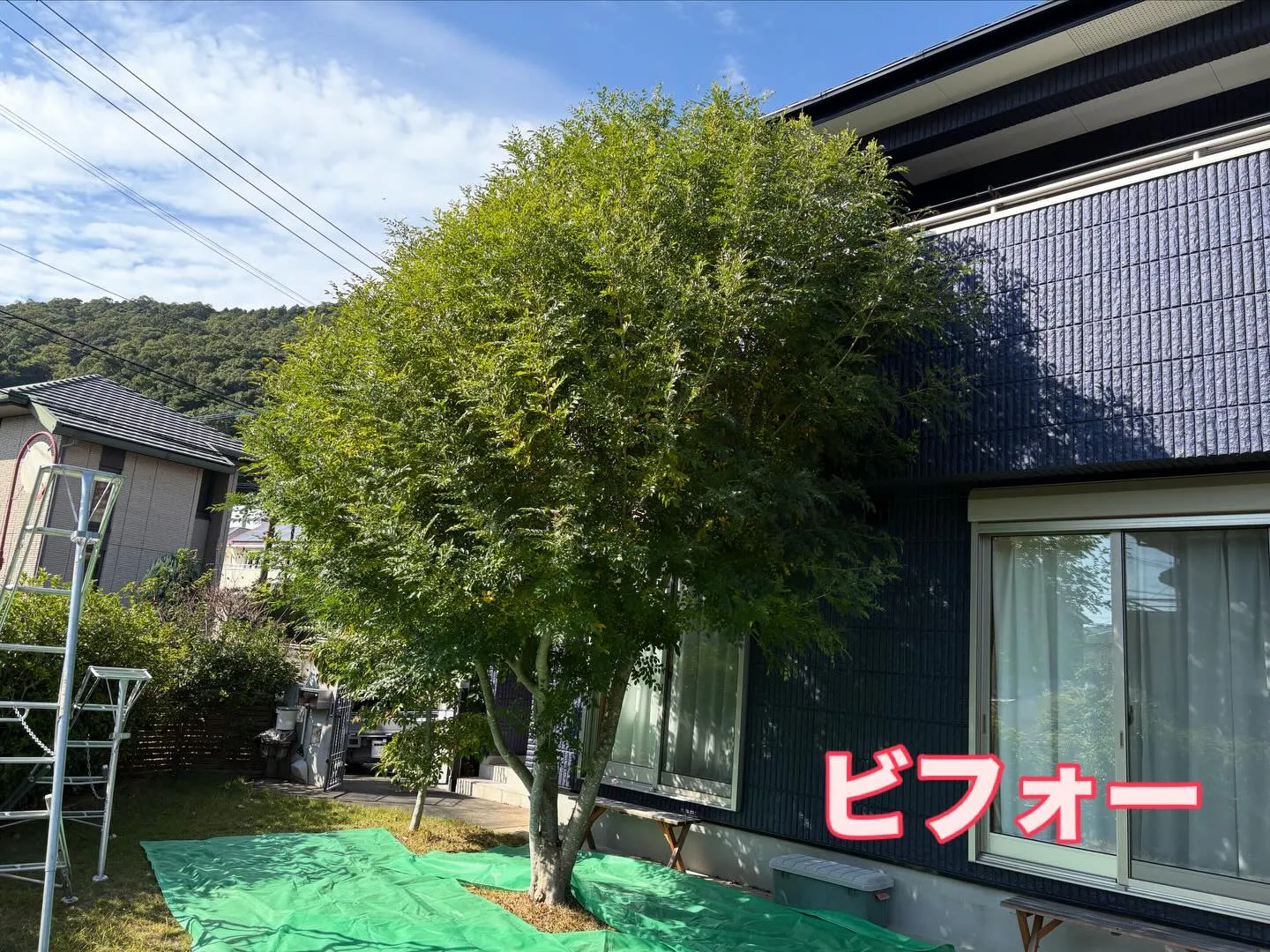 こんにちは🌞いなお造園です🧑‍🌾