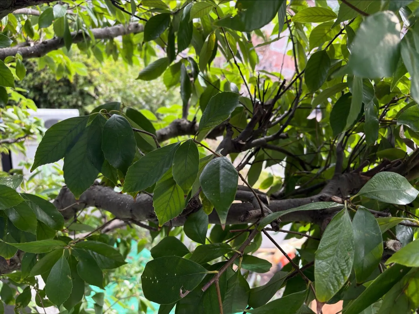 こんにちは🌞いなお造園です🧑‍🌾