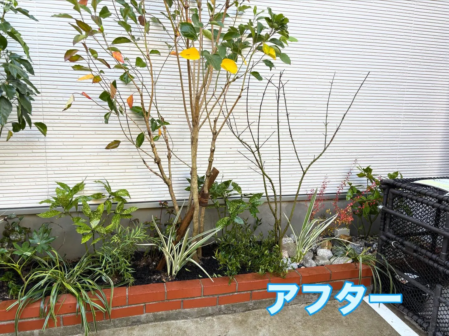 こんにちは🌞いなお造園です🧑‍🌾