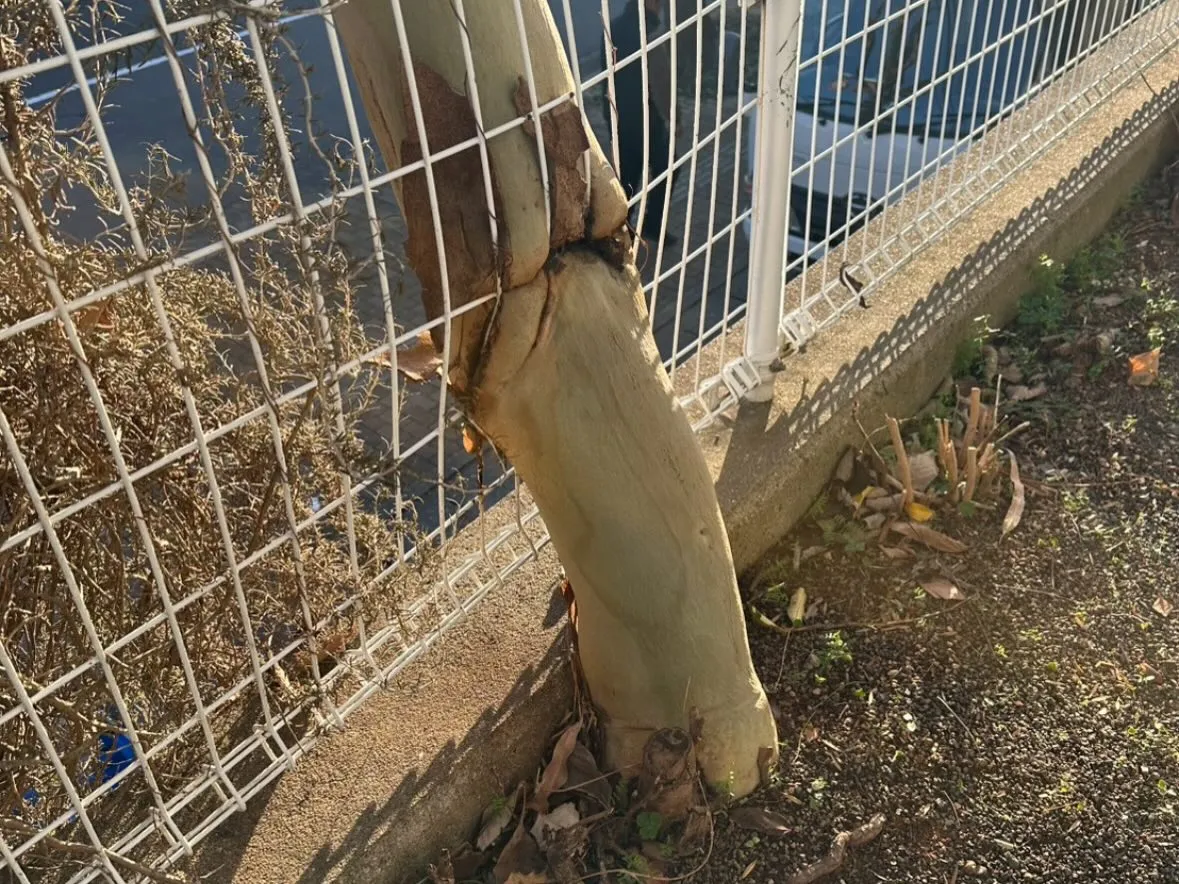 おはようございます🌞いなお造園です❗️