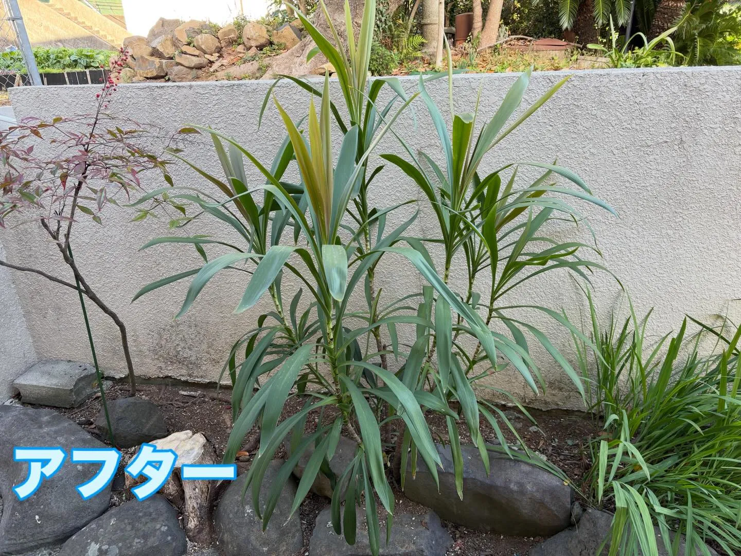 こんばんは🌇いなお造園です❗️