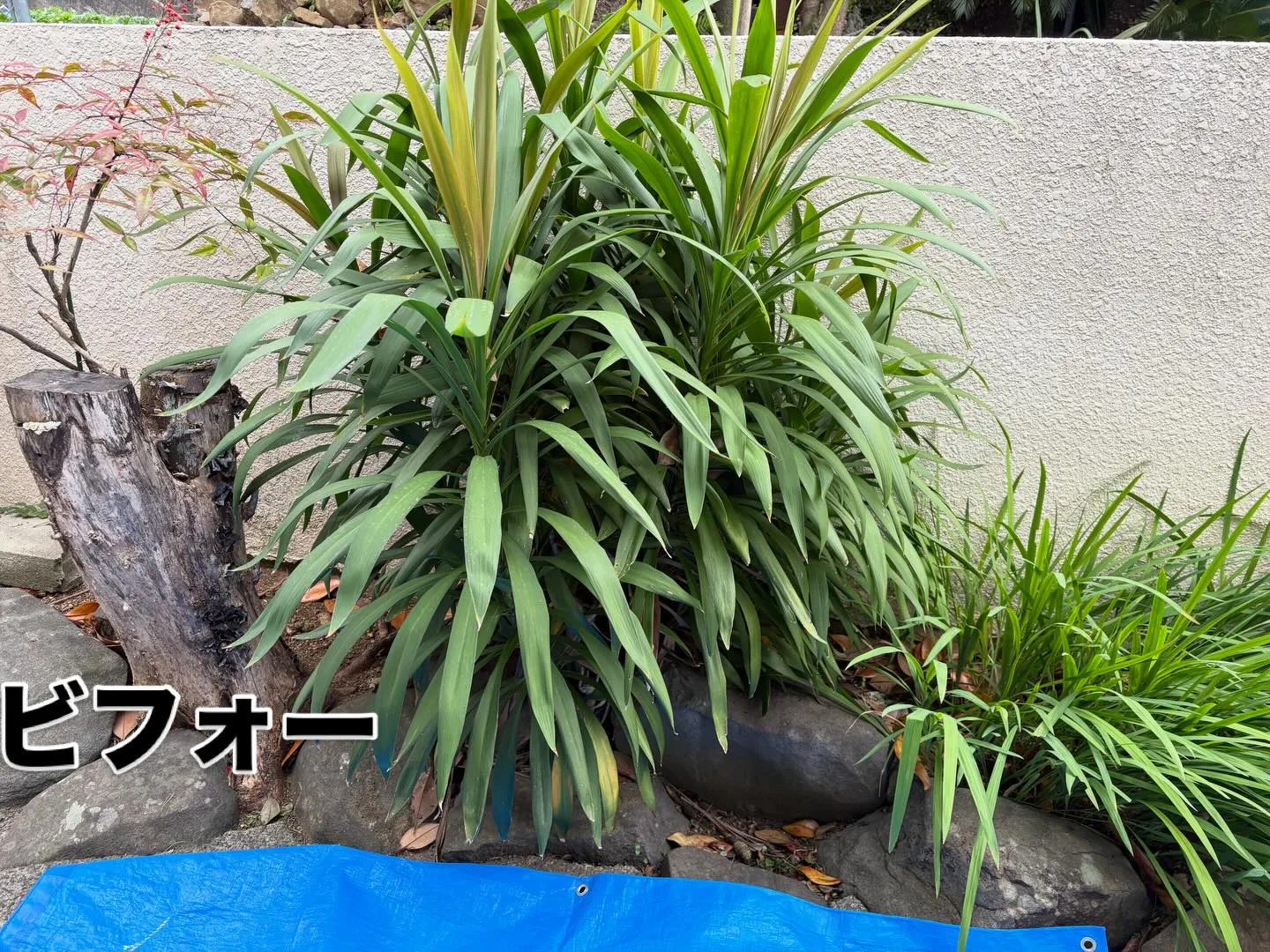 こんばんは🌇いなお造園です❗️