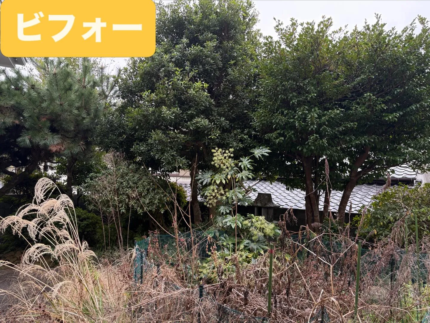 こんばんは❗️いなお造園です🪴