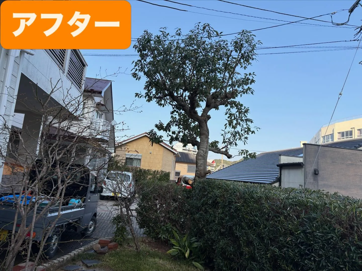 こんばんは❗️いなお造園です🪴