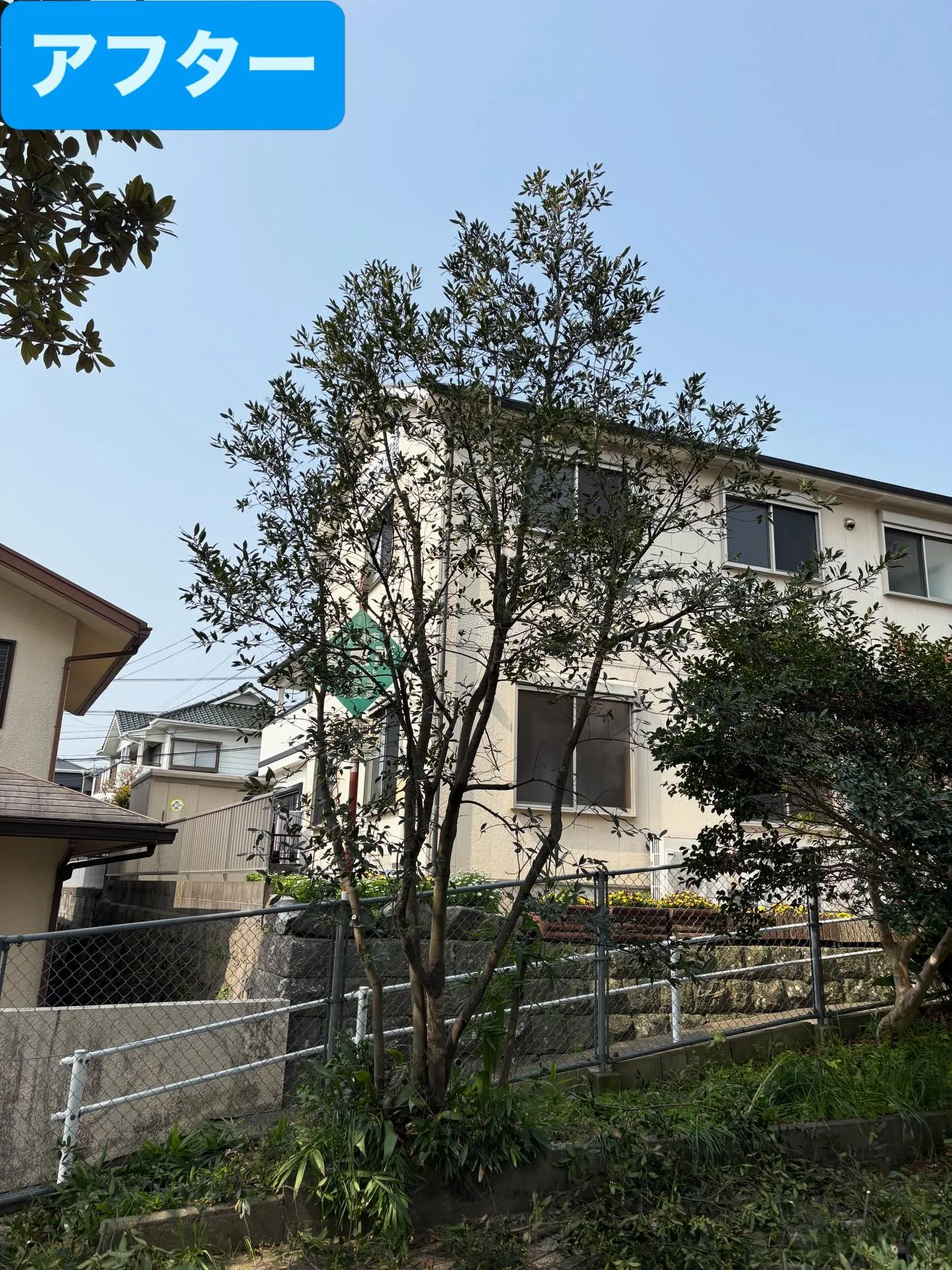 こんにちは☔️ いなお造園です👨‍🌾