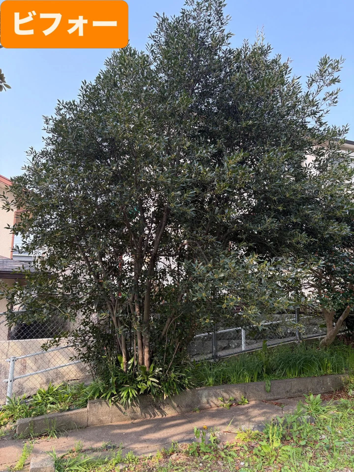 こんにちは☔️ いなお造園です👨‍🌾