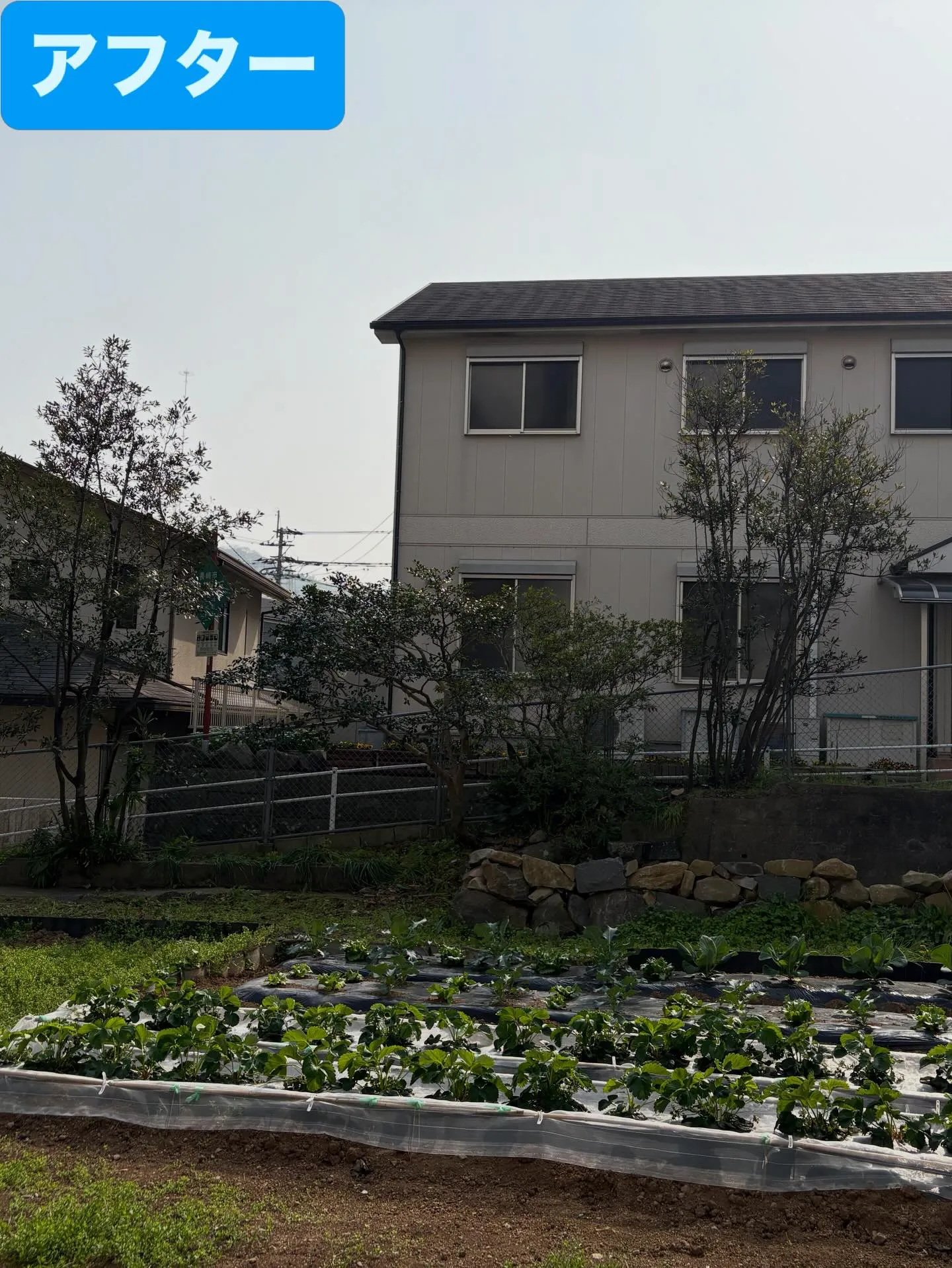 こんにちは☔️ いなお造園です👨‍🌾