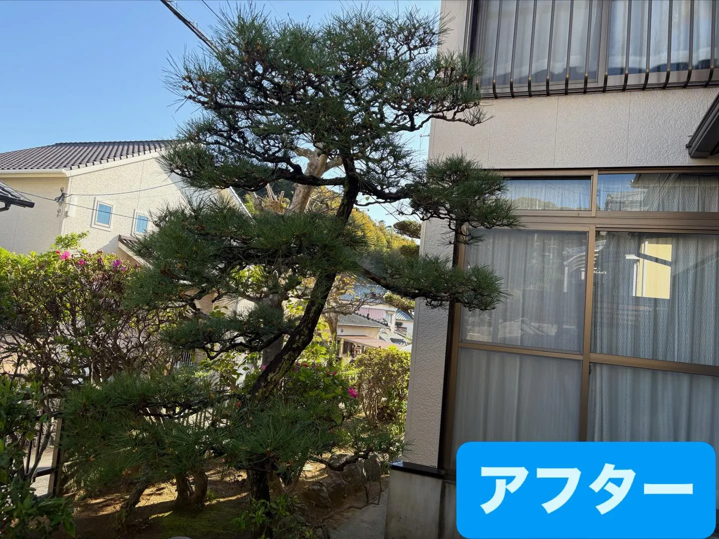 こんばんは🌆いなお造園です❗️