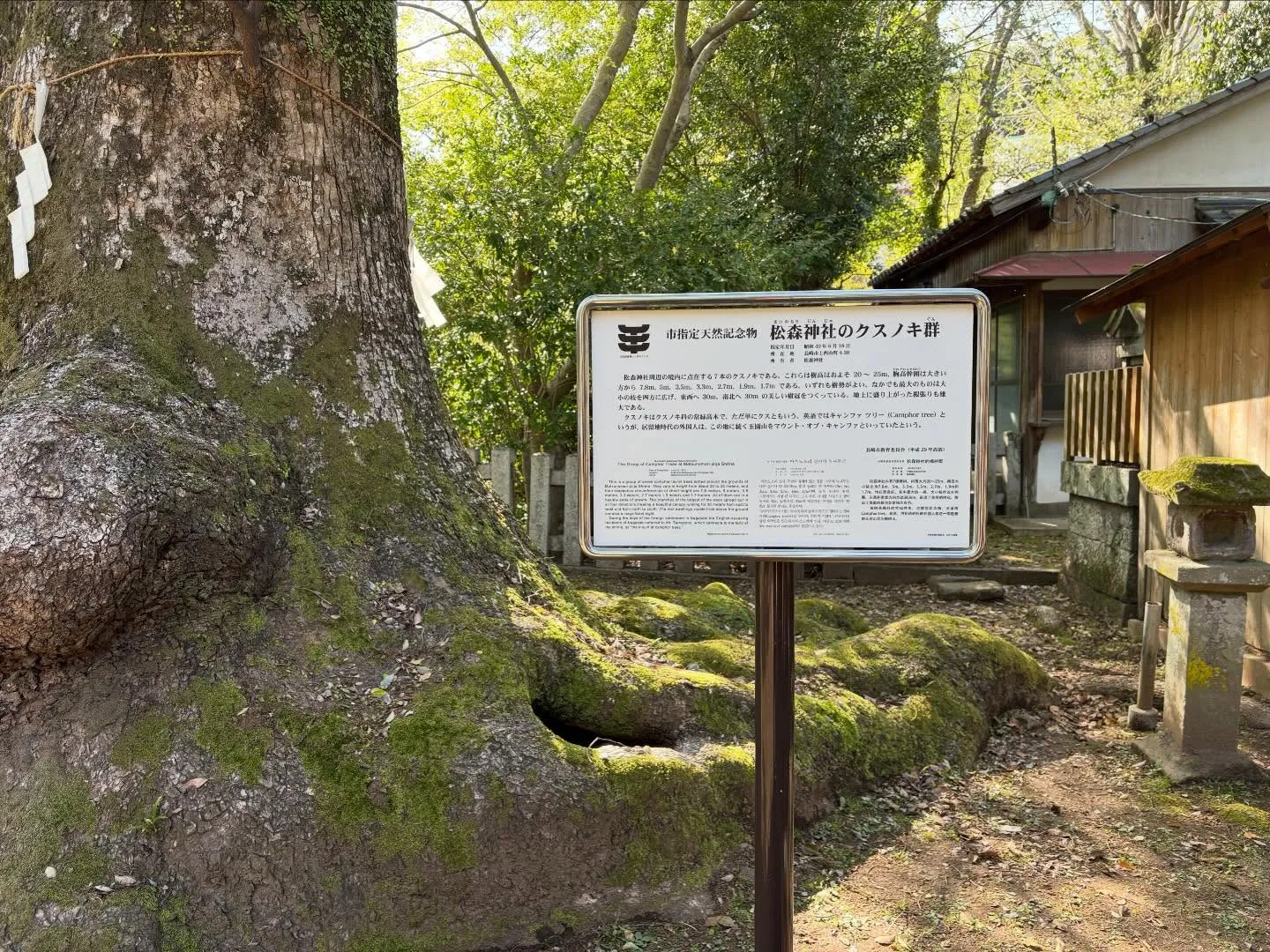 こんばんは🌆いなお造園です❗️