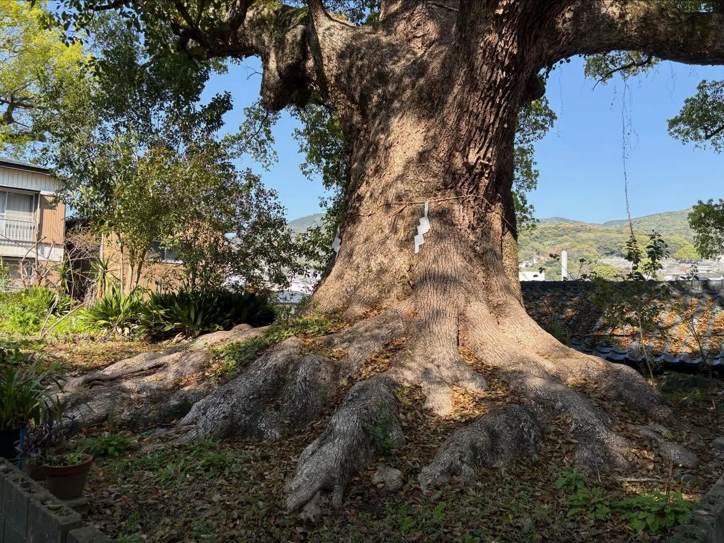 こんばんは🌆いなお造園です❗️