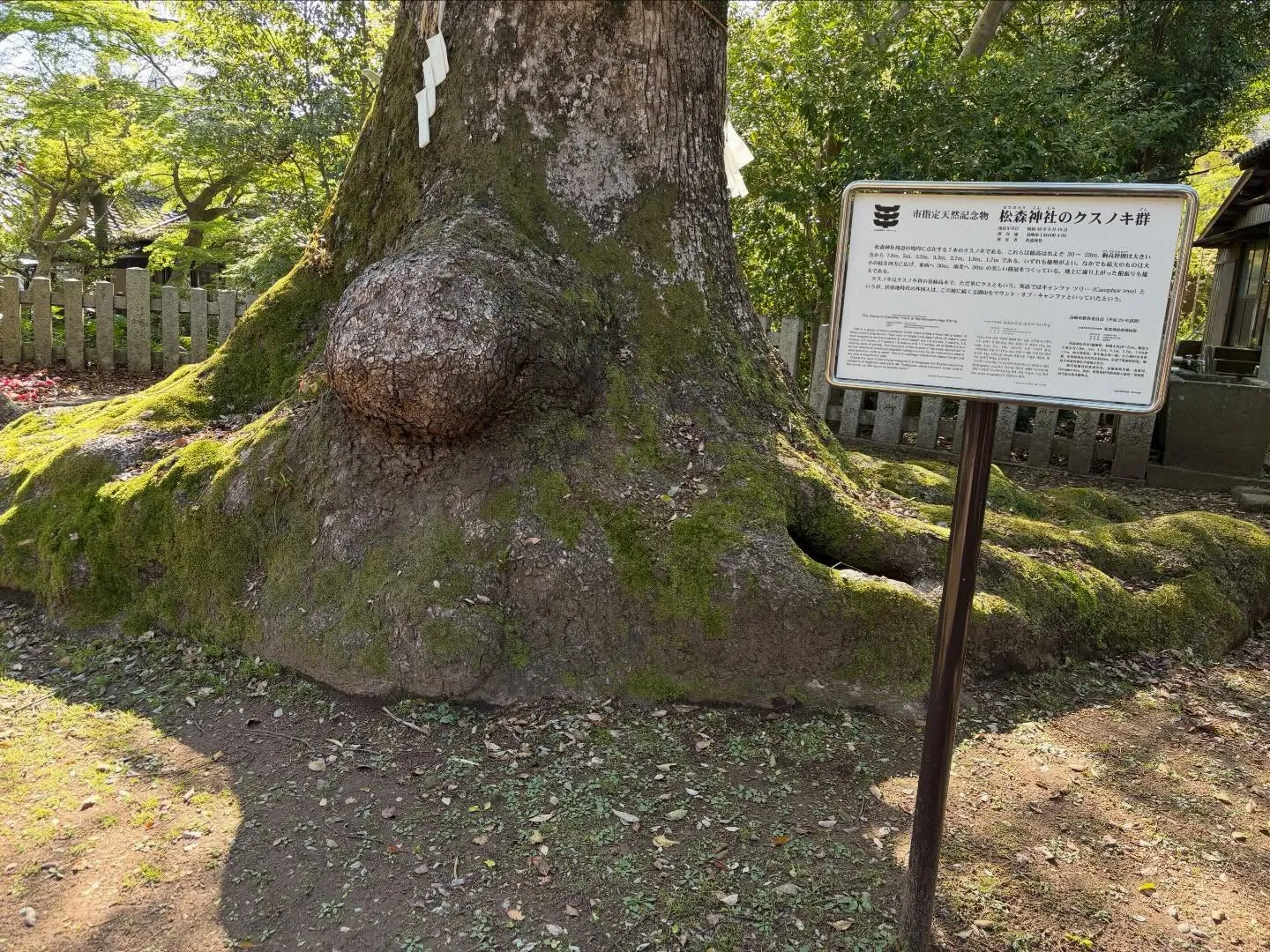 こんばんは🌆いなお造園です❗️
