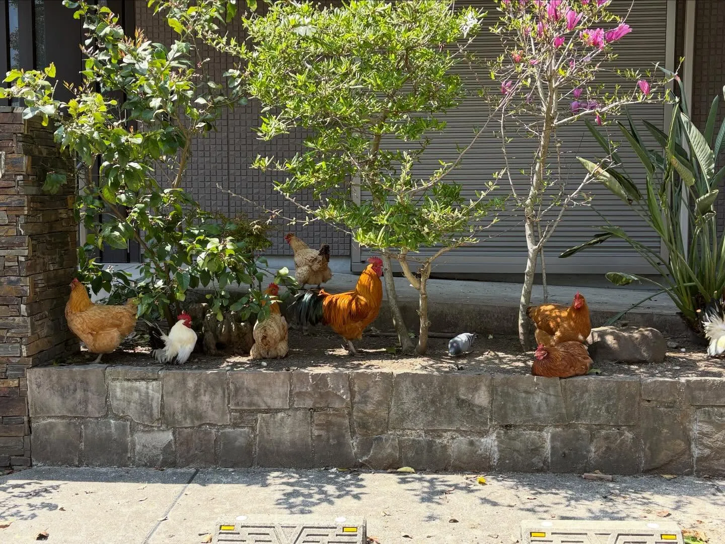 こんばんは🌆いなお造園です❗️