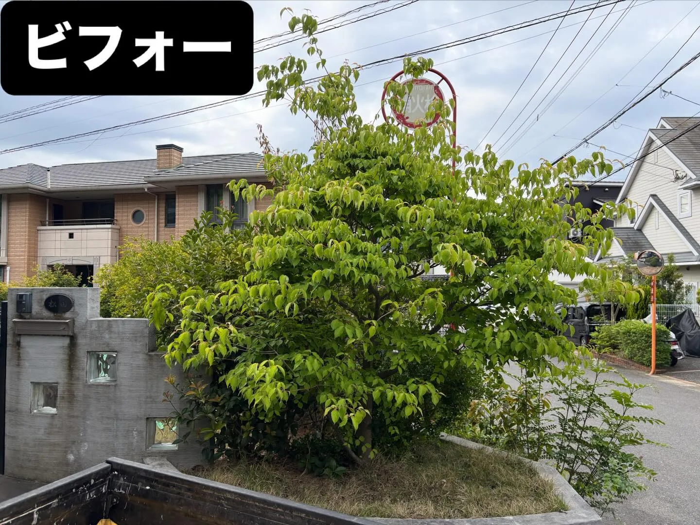 こんばんは🌆いなお造園です❗️