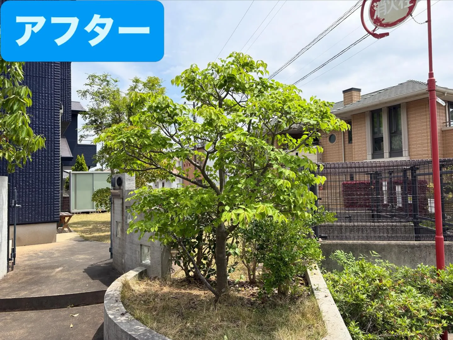 こんばんは🌆いなお造園です❗️
