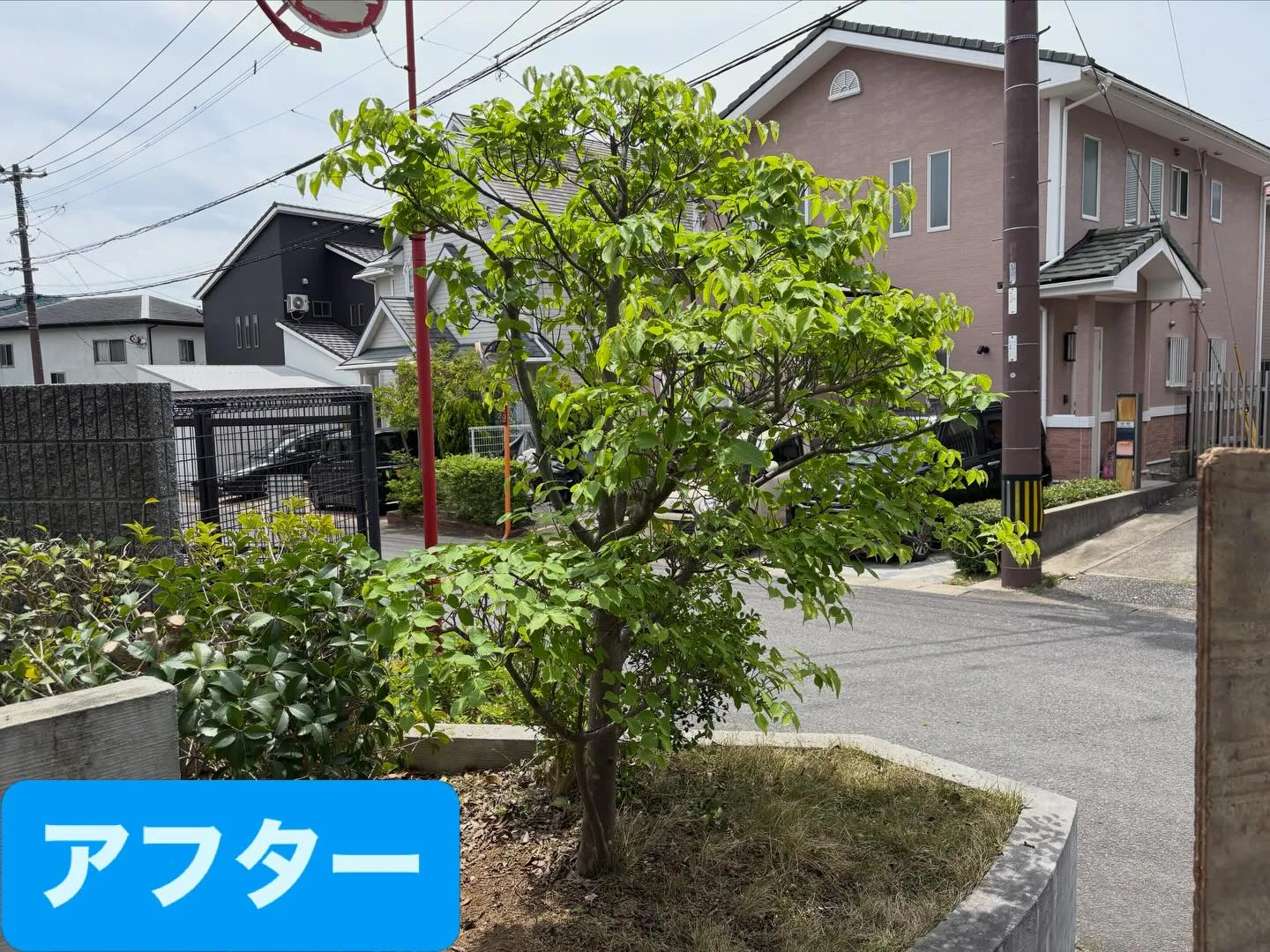 こんばんは🌆いなお造園です❗️