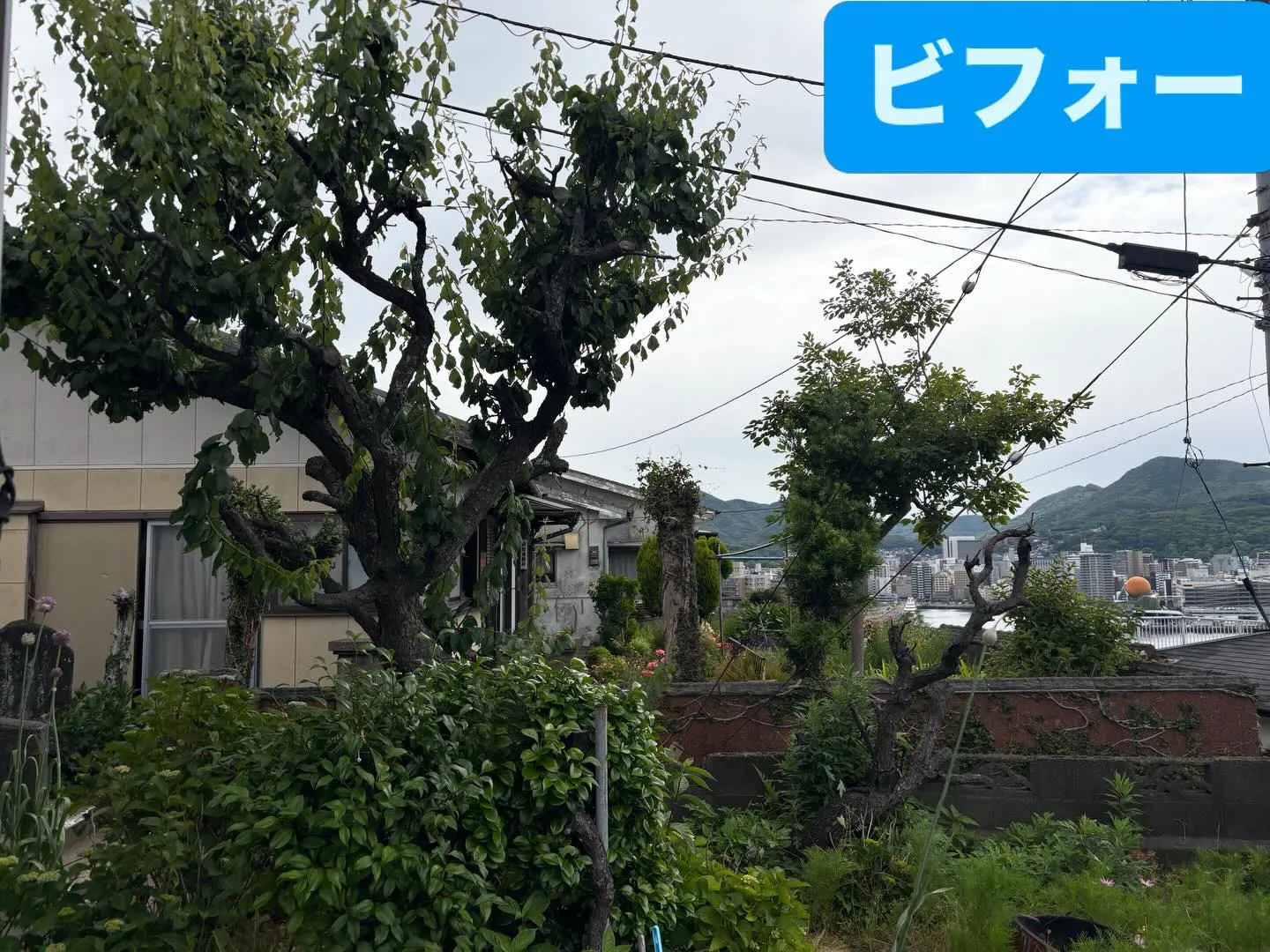 こんばんは🌇いなお造園です❗️