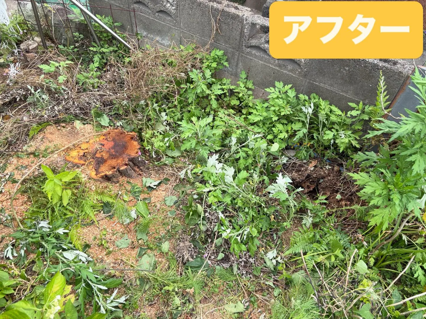 こんばんは🌇いなお造園です❗️